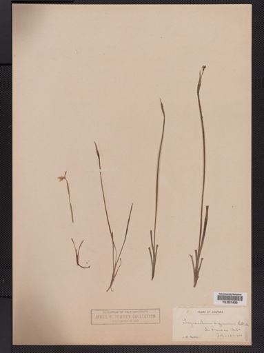 Sisyrinchium