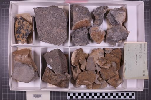 mixed taxa, stratigraphic collection