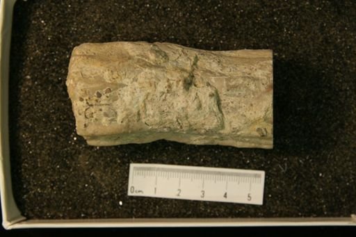 Dermatostroma costatum