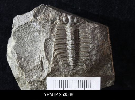 Acidaspis roemeri