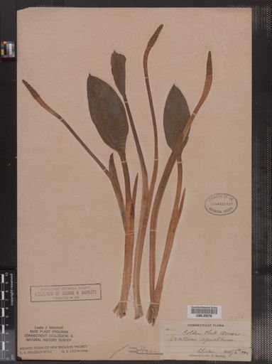 Orontium aquaticum