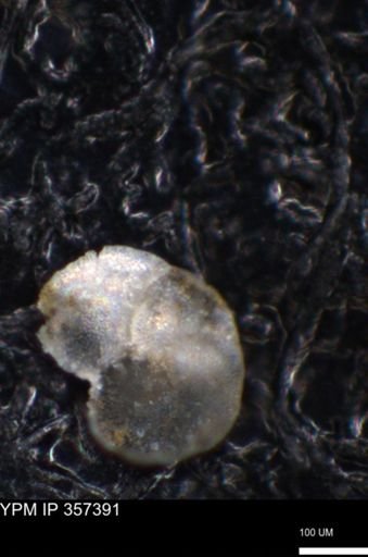 undet. Foraminiferida