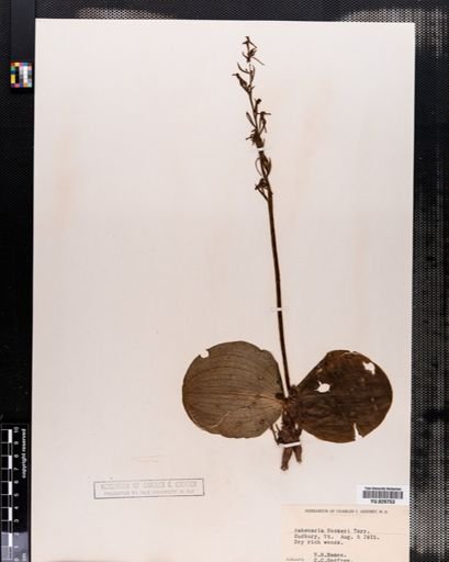Habenaria