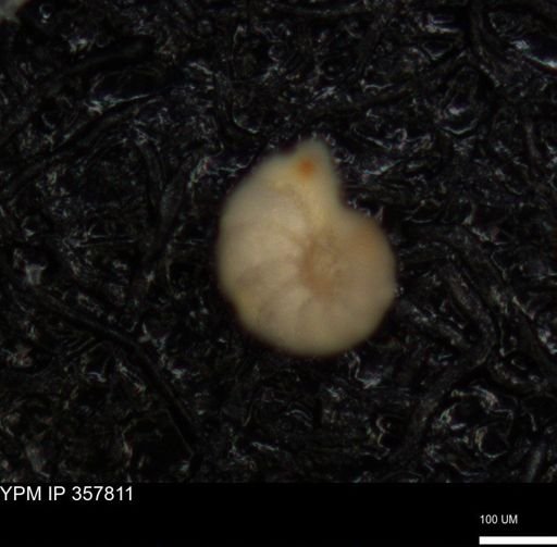 undet. Foraminiferida