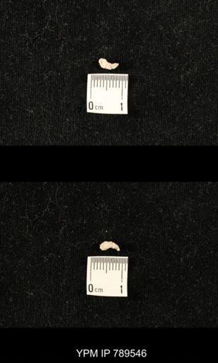 undet. Bryozoa
