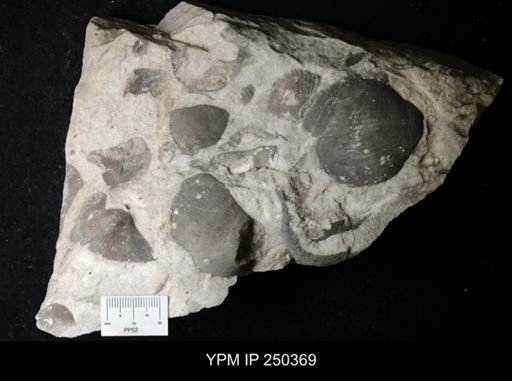 Costispirifer sp.