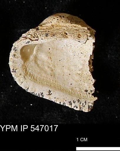 Scapharca transversa
