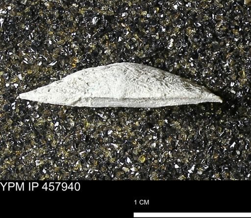 Strophodonta sp.