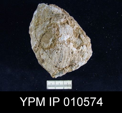 Productus ivesi