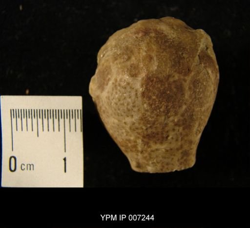 Trematocystis subglobosus