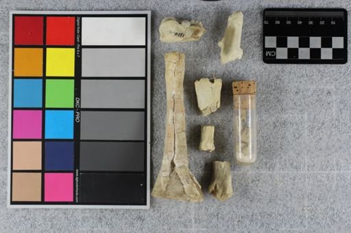 Mesohippus sp.