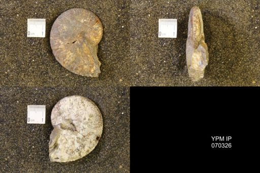 Hoploscaphites comprimus