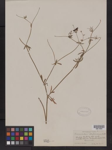 Ranunculus allegheniensis