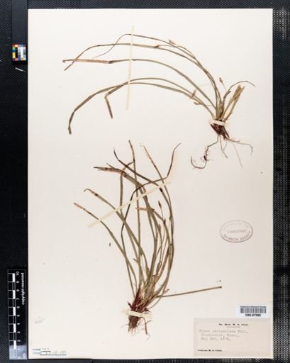 Carex pedunculata