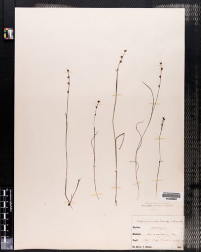 Scleria verticillata