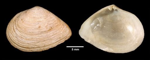 Cumingia tellinoides