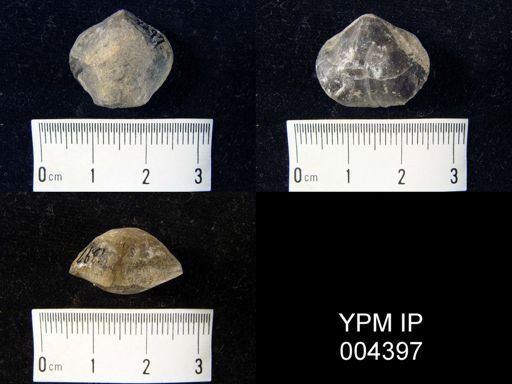 Leiorhynchus formosa