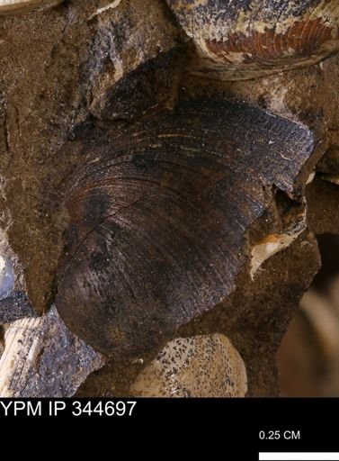 Limopsis striatopunctatus