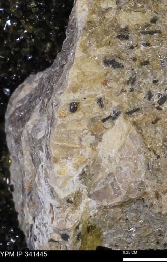 Scaphites sp.