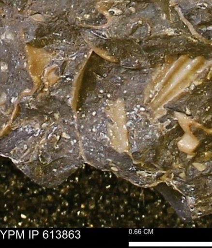 Collignoniceras sp.