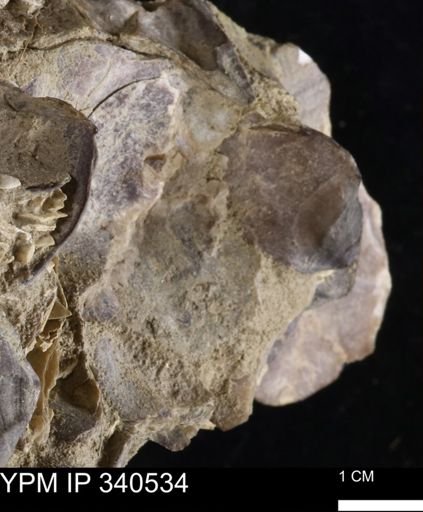 Ostrea glabra