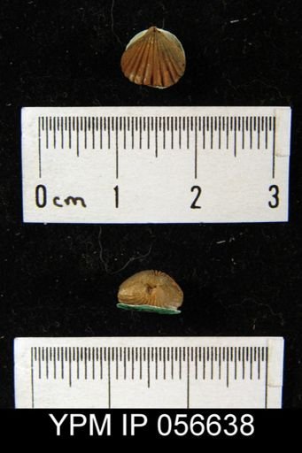 Camarotoechia transversa