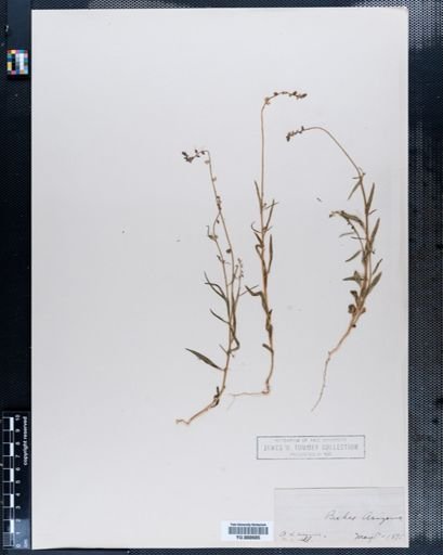 Polygala