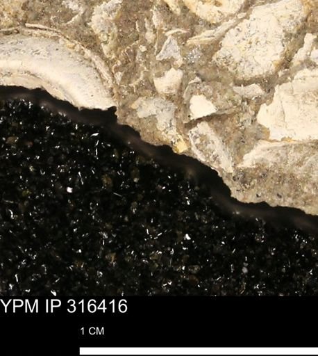 undet. Mollusca