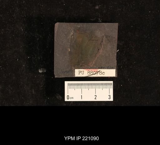 Mylacris