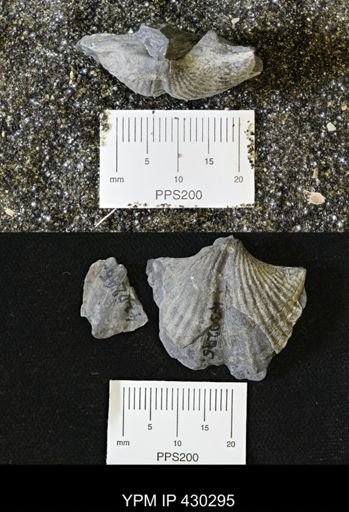 Spinocyrtia granulosa