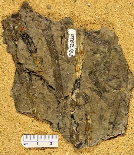 Leclercqia complexa