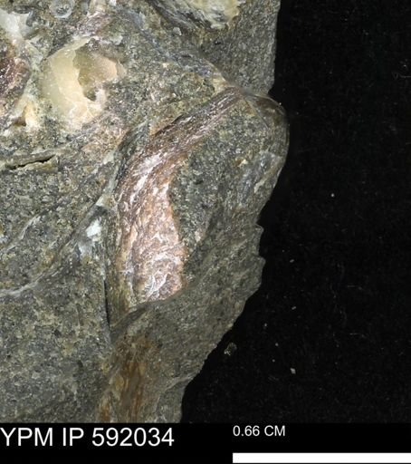 undet. Bivalvia
