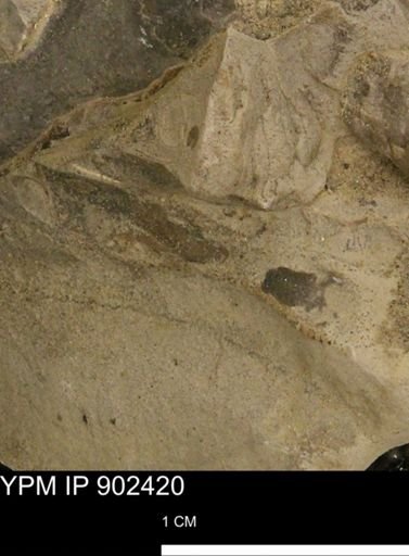 undet. Mollusca