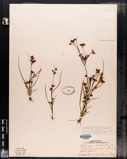 Rhynchospora scirpoides