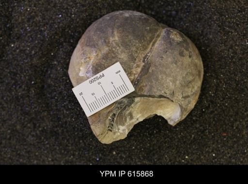 Inoceramus sp.