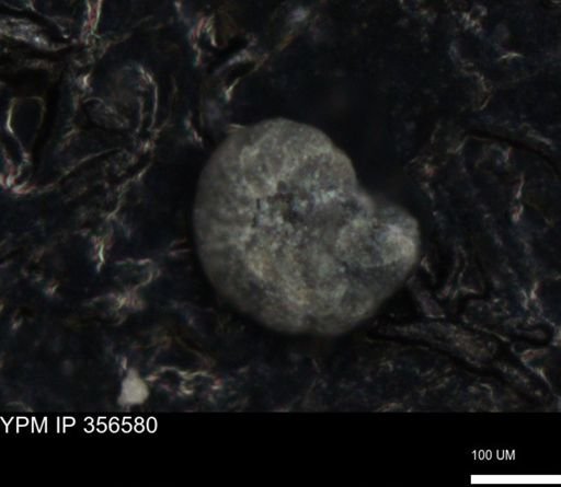 undet. Foraminiferida