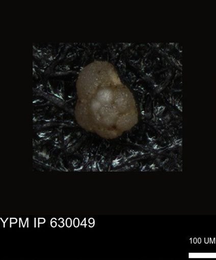 undet. Foraminiferida