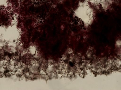 cf. Haplosclerida