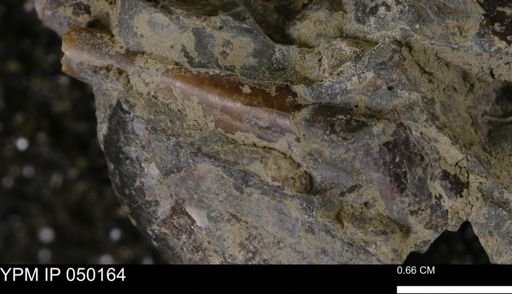 Baculites sp.
