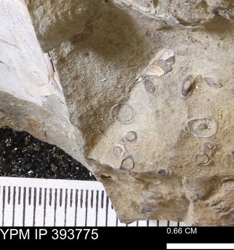 undet. Serpulidae