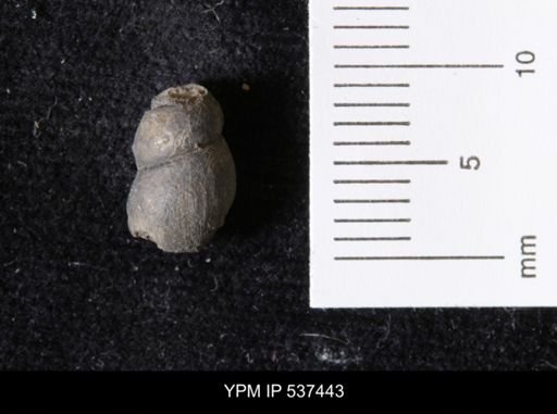 Goniobasis ortmanni