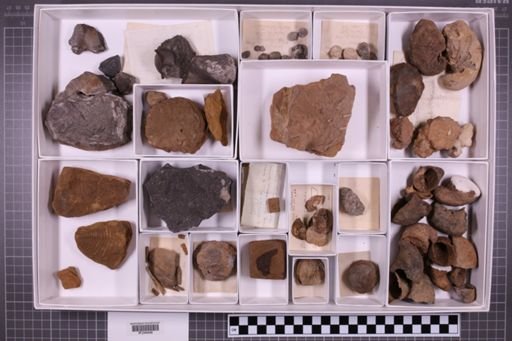mixed taxa, stratigraphic collection