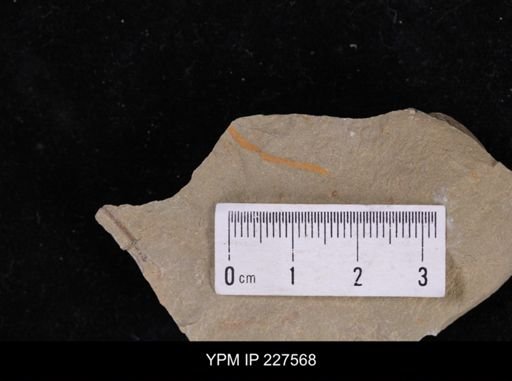 Ichnofossil
