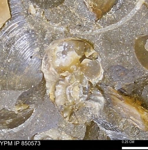 Ammonoidea?