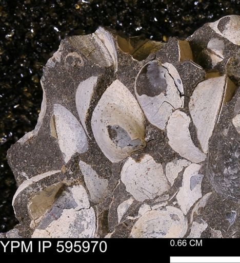 Protocardia?
