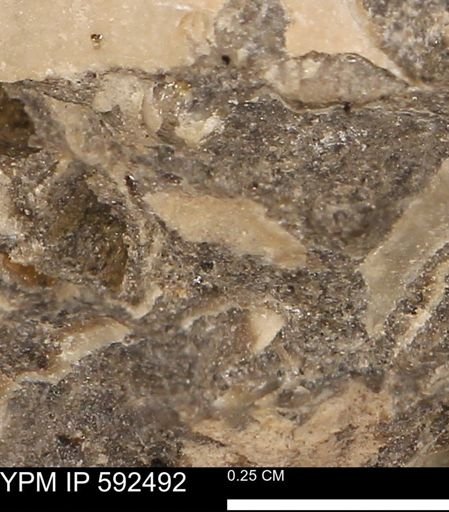 undet. Mollusca