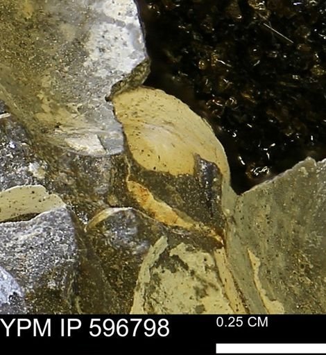 undet. Bivalvia