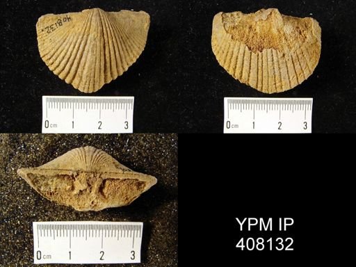 Costispirifer arenosus