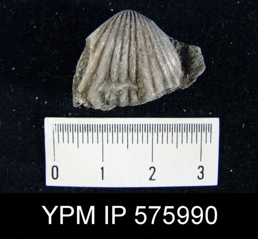 Rhynchotrema capax