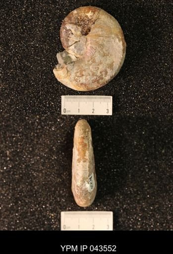 Hoploscaphites nicolletii